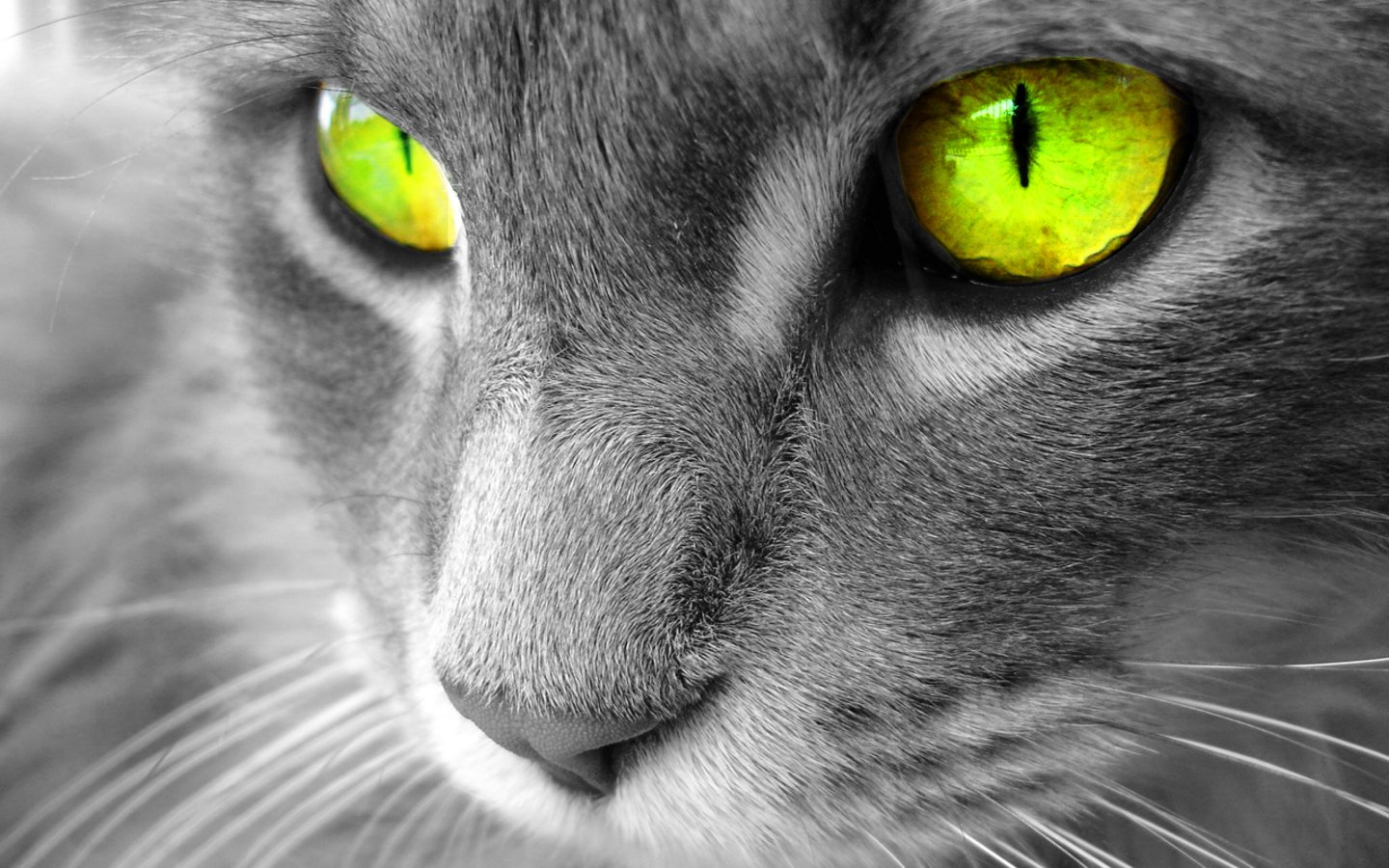 Focus